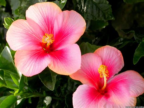 Tanaman bunga merupakan salah satu makhluk hidup yang memiliki rupa yang cantik, dan sebagian besar memiliki wangi yang harum. Bunga Raya - Bunga Kebangsaan Malaysia - Relaks Minda