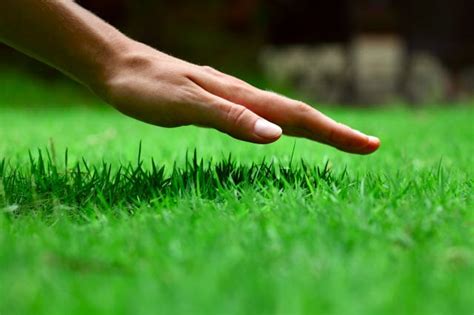 Aerated lawns can be healthier lawns if aeration is done right. Aeration and Overseeding for Lawns Step-by-Step Guide | Lawn Chick
