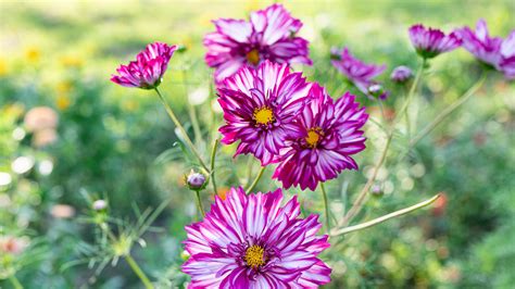 Garden Flowers Not Too Late For Annuals The New York Times