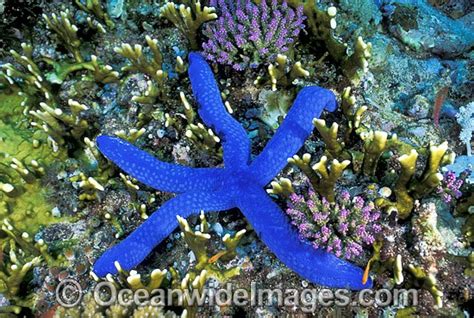Blue Linckia Sea Star Photo Image