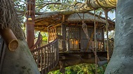 A Fabulous 45th: The Swiss Family Robinson Treehouse | Disney Parks Blog