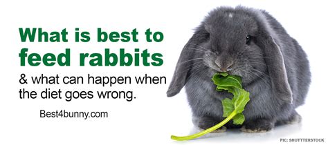 Whats Best To Feed Rabbits And What Can Happen When The Diet Goes Wrong