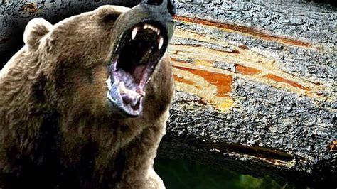 Wyoming Grizzly Bear Attack Survivors Recount Encounter