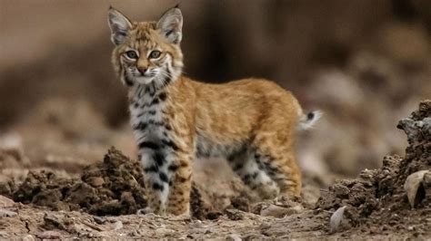 Ancient Bobcat Buried Like A Human Being Science Aaas