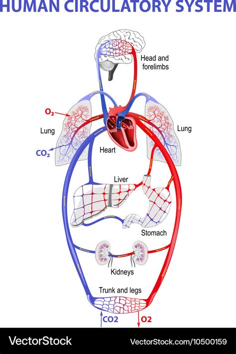 Real Human Circulatory System