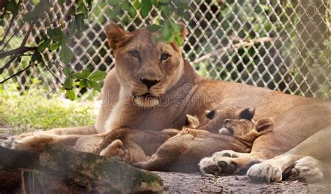 Nursing Female African Lioness Panthera Leo Feeding Her Young Cubs