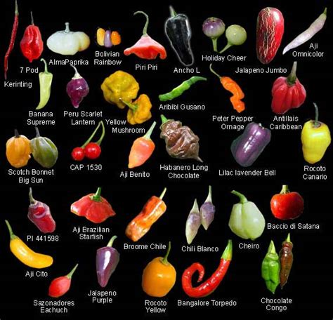 Hot Chile Pepper Guide Complete List Photos Description Heat Levels