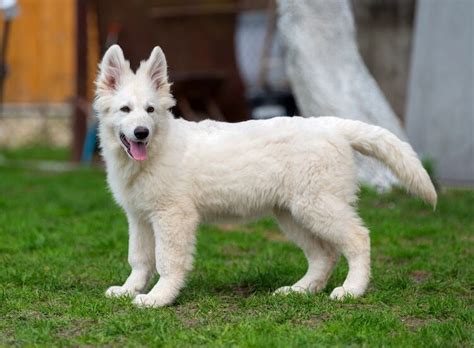 White German Shepherd Puppies Breeders Rintatir