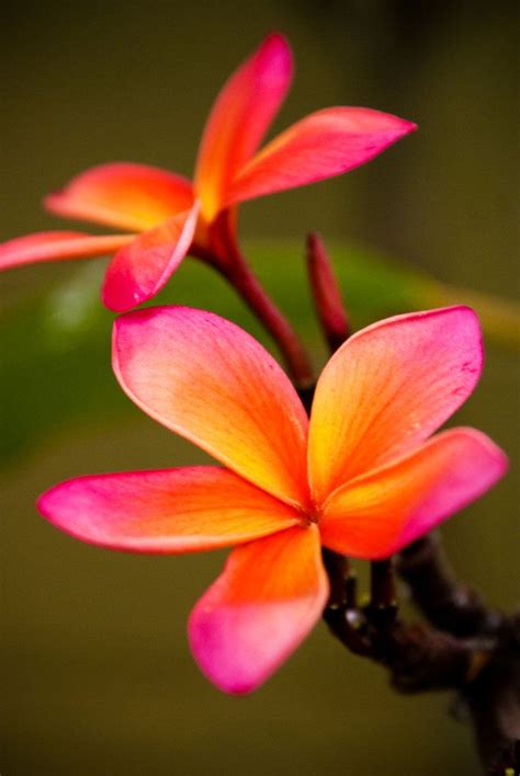 Jul 17, 2020 · my way by giorgio armani is a floral fragrance for women. ~~Pink Plumeria by ramblincat~~ | Flowers & Gardens ...