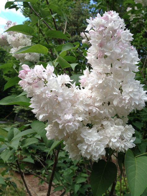 Beauty Of Moscow Lilac Plants Diy Garden Garden Plants