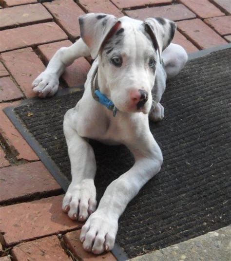 Some of the different merle patterns that exist are: Pin by Emily Kennedy on happiness | Dane puppies, Great ...