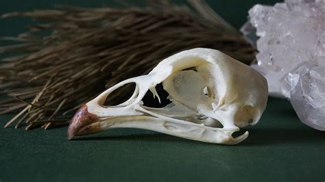 Real Chicken Skull Real Bird Skull Real Animal Skull Real Etsy