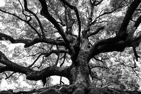 Ancient Oak Tree With Sturdy Roots And Mighty Branches In High Contrast