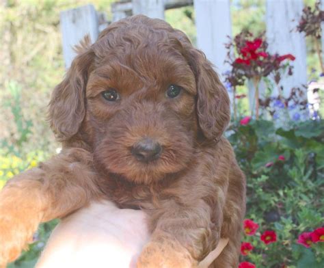 We are within driving distance of north carolina nc, georgia ga, florida fl, tennessee tn, virginia va, south carolina sc. County Fair Labradoodles | Browns Summit, NC 27214