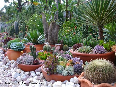 Jardim De Cactusandsuculentas By Josi Cardoso Dicas Para Deixar As