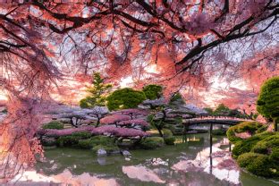 Japanese Garden With Cherry Blossoms Graphic By EifelArt Studio