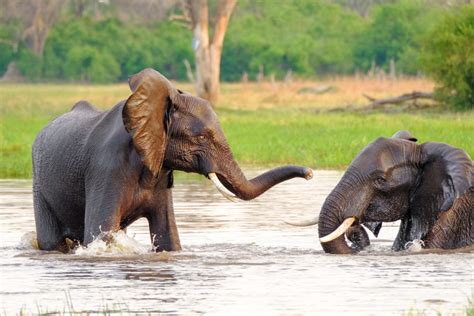 Two Elephants Enjoy The Water In River Wildlife Photography Prints
