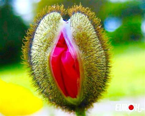 109 Best Images About Weird Strange And Perverted Plants On
