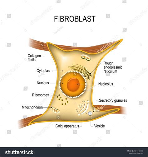 Fibroblast Is A Dermis Cell Vital To The Skins Royalty Free Stock