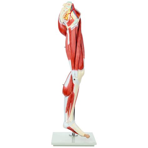 Buy Axis Scientific Leg Model Muscle Anatomy Model Has 12 Removable