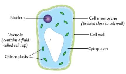 Animal cell simple diagram labeled. Cells and Microorganisms - Konken's Kids