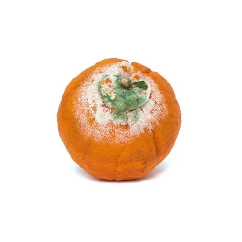 Rotten Orange Fruit On White Background Stock Image Image Of Putrid
