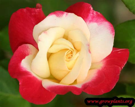 Hybrid Tea Rose How To Grow And Care