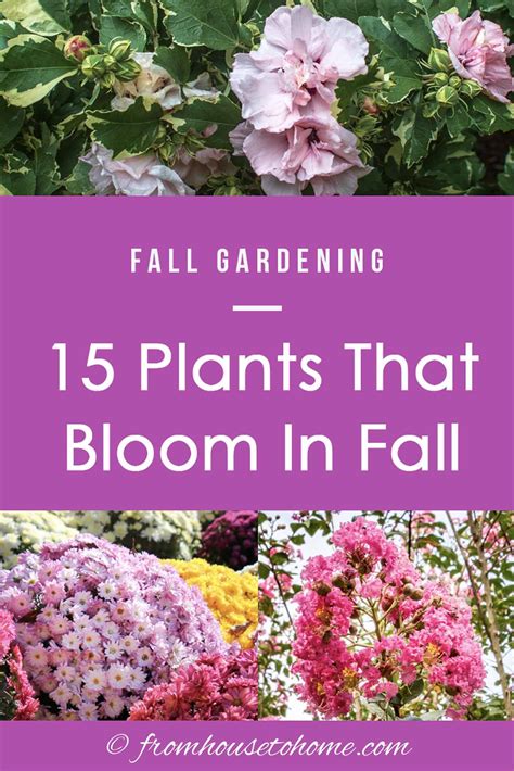 Fall Blooming Plants 15 Of The Best Perennials And Shrubs That Bloom