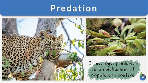Predation Definition And Examples Biology Online Dictionary