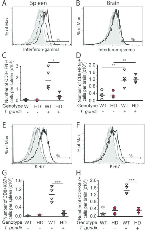 Cd8 T Cell Interferon Gamma Production And Proliferation Is Decreased