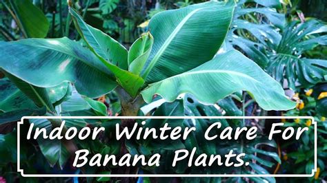 Growing Banana Plants Indoors Winter Care Youtube