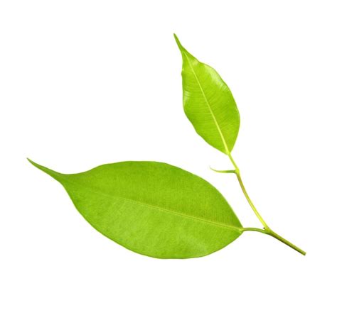 Premium Photo Green Leaf On A White