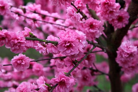 We did not find results for: Prunus - Flowering Peach Pink Duchess™ - Perth, WA ...