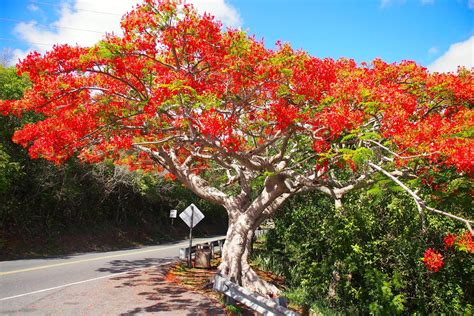 Maybe you would like to learn more about one of these? tree Archives | Uncommon Caribbean