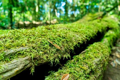 Premium Photo Close Up Green Moss On Tree In The Forest