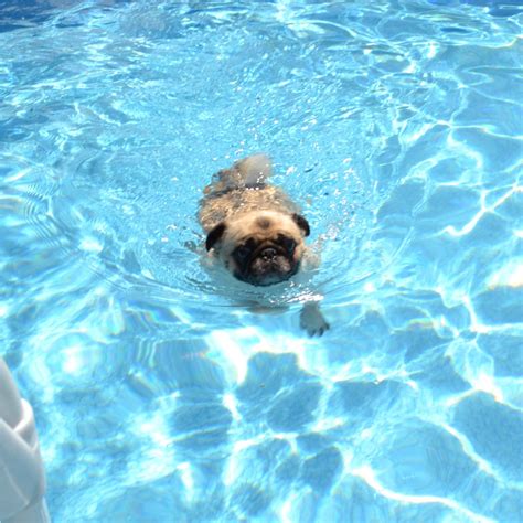 Pugs Swimming Our Bailey Puggins Cute Pugs Puppies Happy Pug