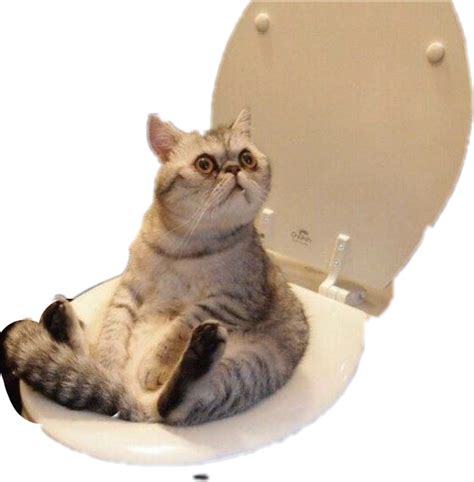 Freetoedit Cat Poop Litterbox Toilet Sticker By Trugraffix
