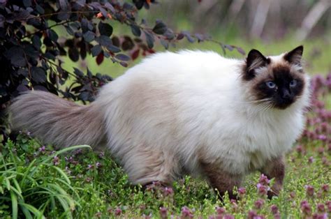 Balinese Cat Breeds Breed Selector Zookie Conscious Pet