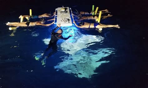 Night Time Manta Ray Snorkeling For One Or Two Adults At My Kona