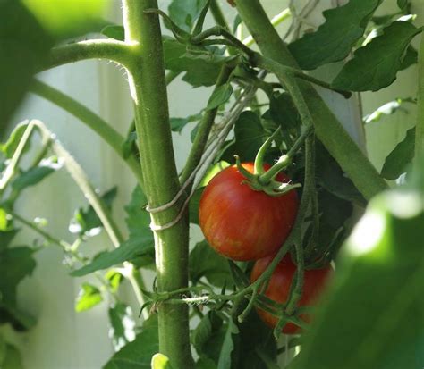 Tuteurer Les Tomates Conseils Et Idées De Tuteurage