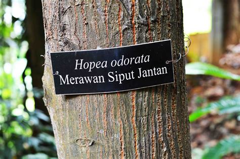 The name means pineapple hill town in malay. Taman Eco Rimba - Hutan Simpan Bukit Nanas Kuala Lumpur ...