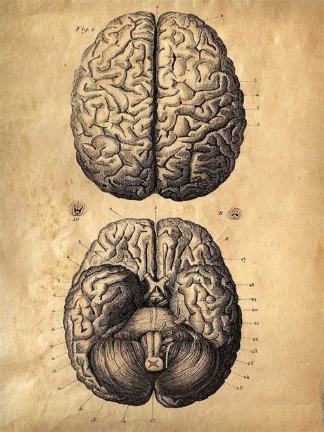 Vintage Anatomy Drawings Halloween Pinterest Brain Art Human