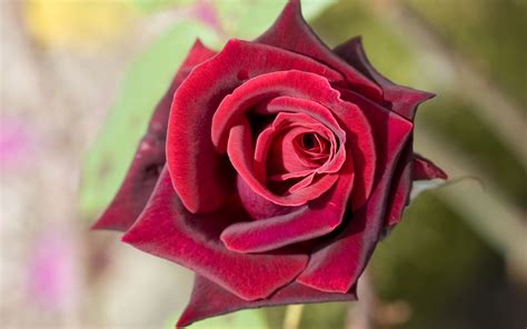 Deep Red Rose Flowers Wallpapers And Images Wallpapers Pictures Photos