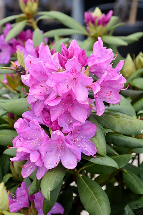 Roseum Pink Rhododendron Rhododendron Catawbiense Roseum Pink In