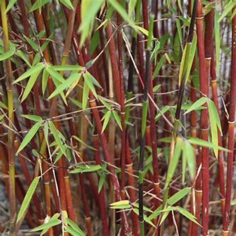 Fargesia Scabrida Asian Wonder Bambou Moyen Non Tra Ant Et Retombant