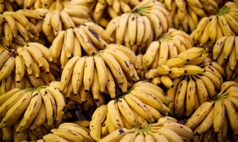 Bananas Facing A Bleak Future As Staple African Crops Decline Global