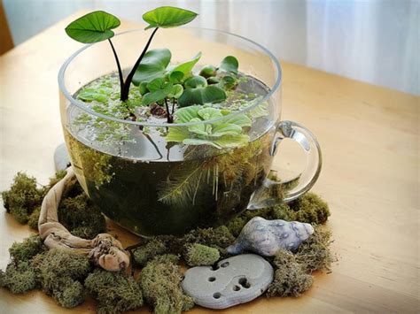 Introducing The Indoor Water Garden The Joy Of Plants