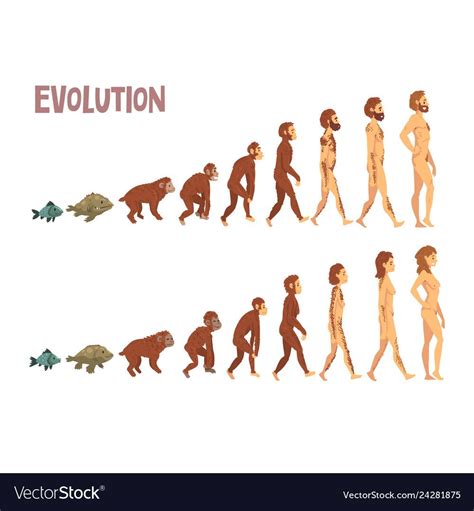 The Evolution Of Man And Woman In Different Stages Of Life Including An Individual Being Able To