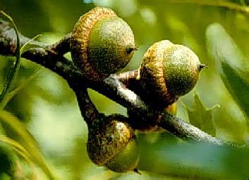 The green acorns develop during the summer and sit in a small cup. Pin Oak | Department of Horticulture