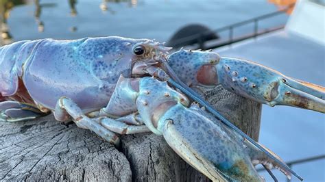 Rare ‘cotton Candy Lobster Caught Off Maine Videos From The Weather